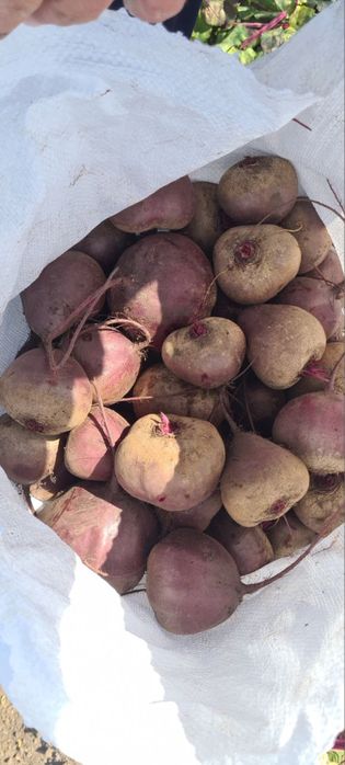 Продам  Буряк водан дуже смачний оптом