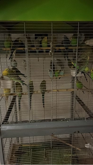 Vendo periquitos