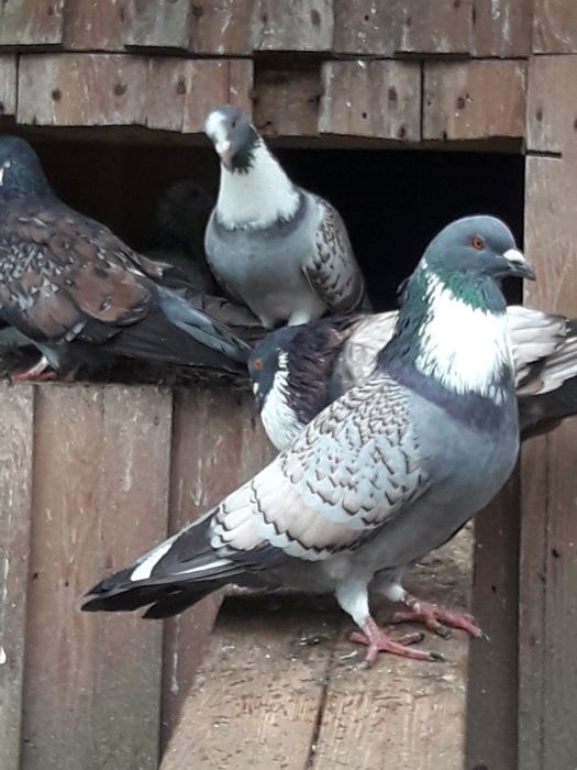 Koszua. Gołębie Koszua