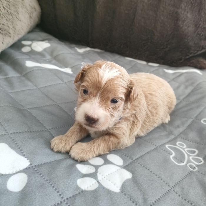 Prześliczny piesek Maltipoo f1