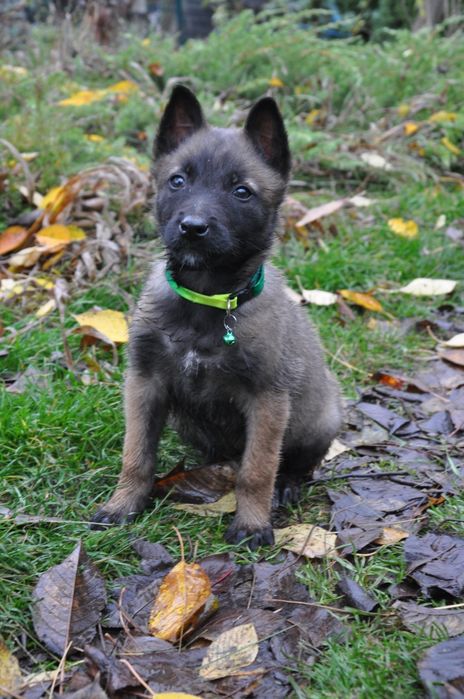 Малінуа бельгійська вівчарка