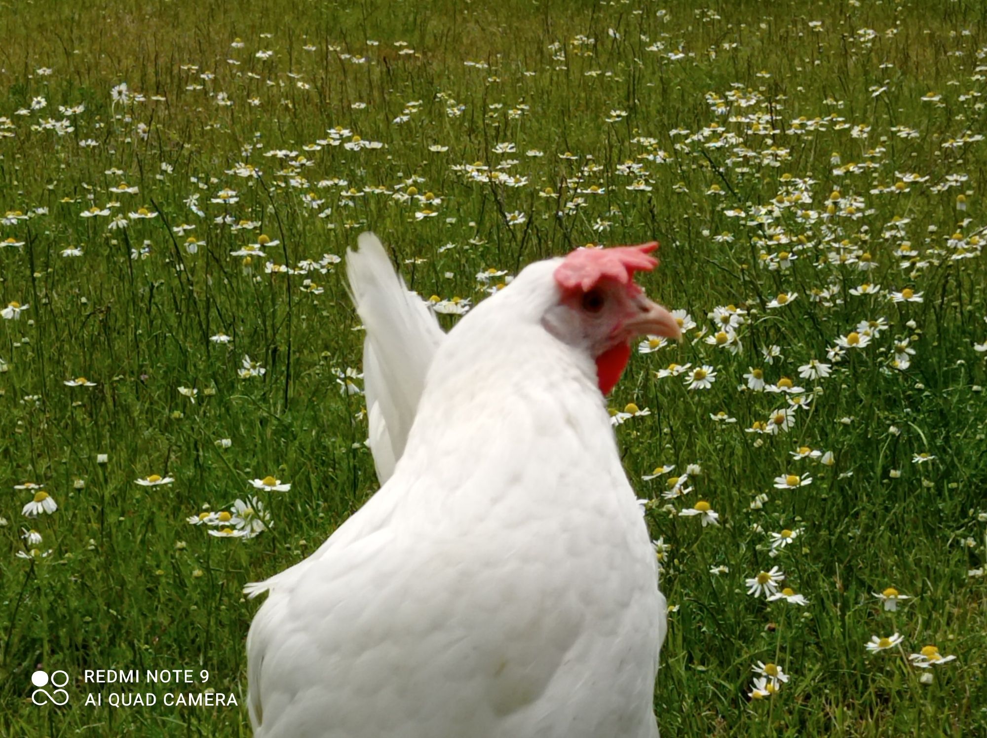 Leghorn kury nioski kokoszki z jajkiem Rossa zielononóżki