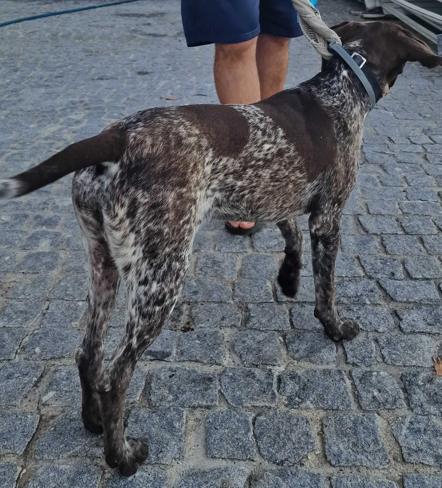 Braco Alemão (Pelo Curto) para Doação responsável