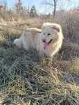 Lola, suczka do adopcji