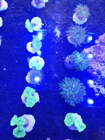 Szczepki Lpsów od 50zł koralowce morskie