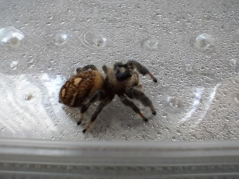 Dorosła samica skakuna królewskiego