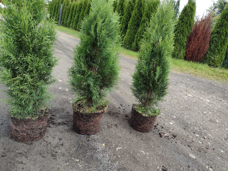 Tuja szmaragd w doniczce 7,5L wysokość 80-100 cm PROMOCJA