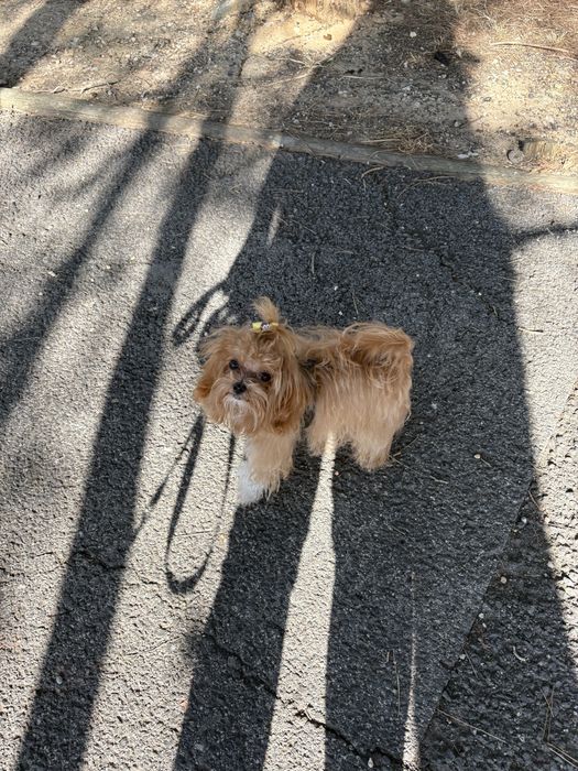 Pet sitter/ Dog Walking/ Dog Bath