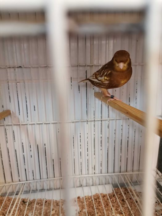 Phaeos amarelos/branco