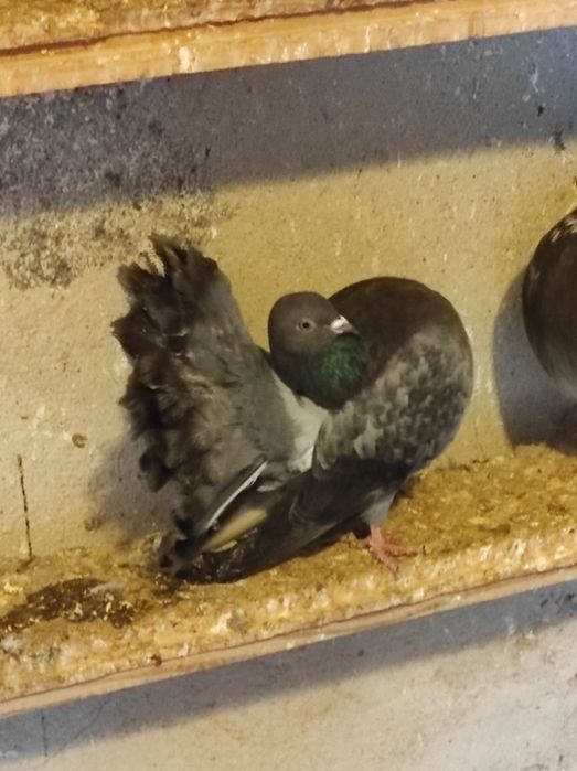 Pawiki różne kolory