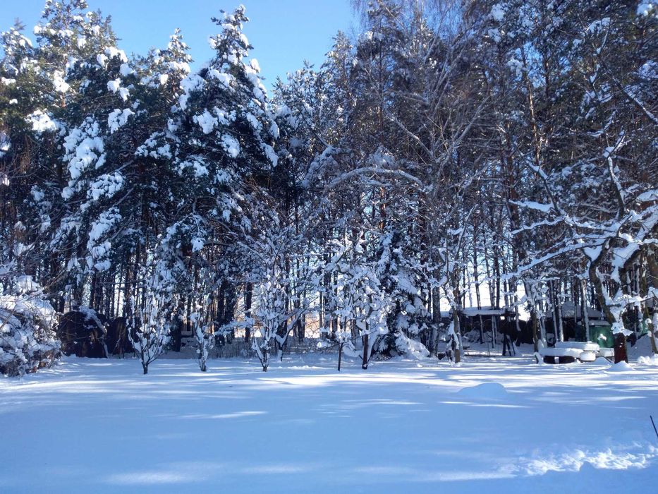 Здам на березі Дніпра два зруби з сауною у лісі.