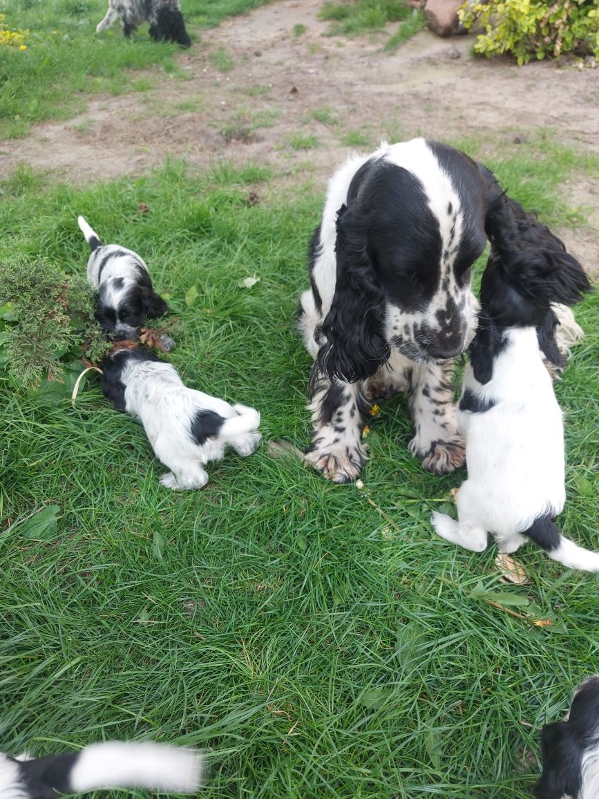 Cocker spaniel angielski reproduktor