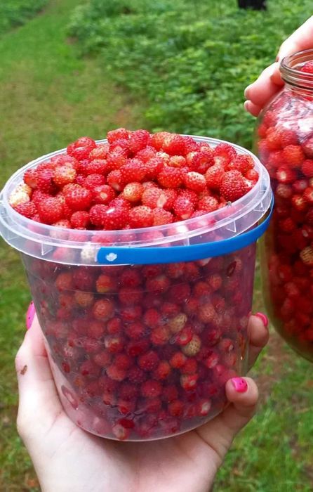 Брусника( Брусниця, Журавлина,Клюква)