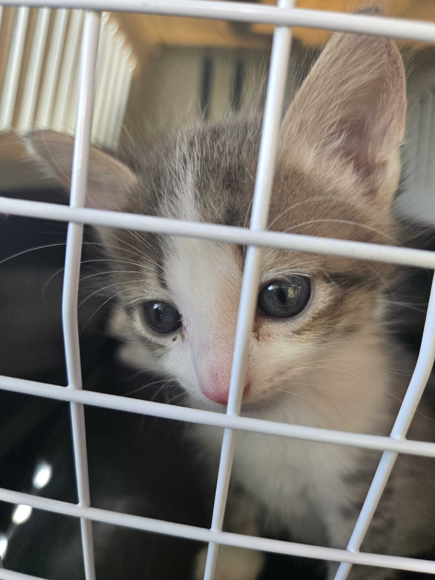 Gatinhos bebés para adoção consciente