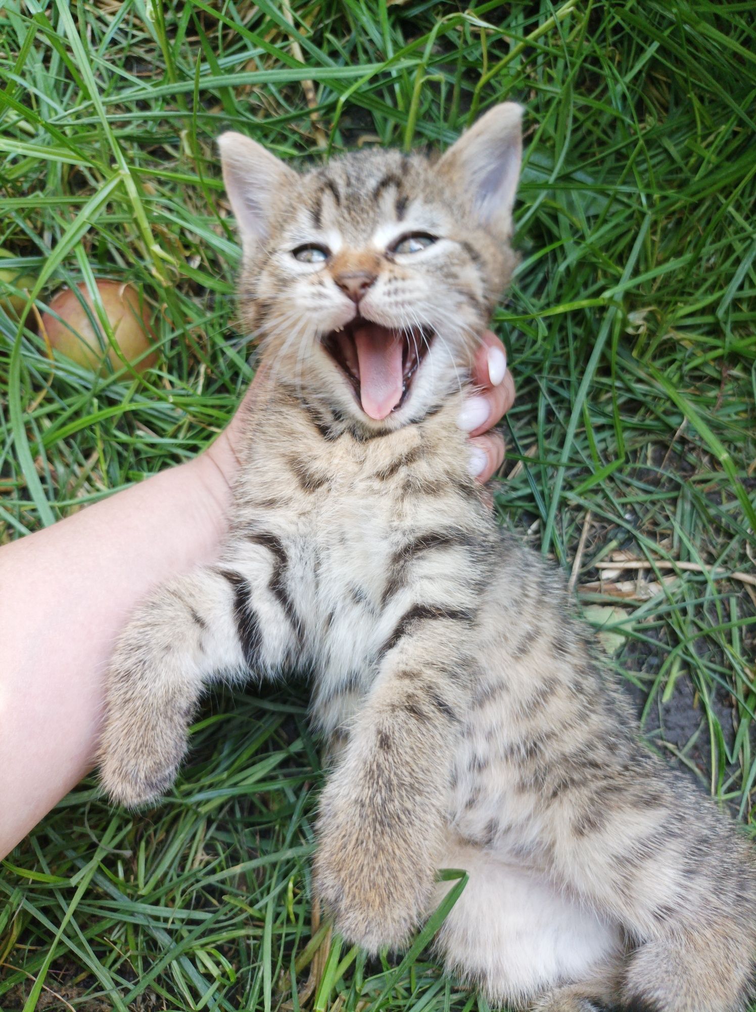 Кошенятка в добрі ручки
