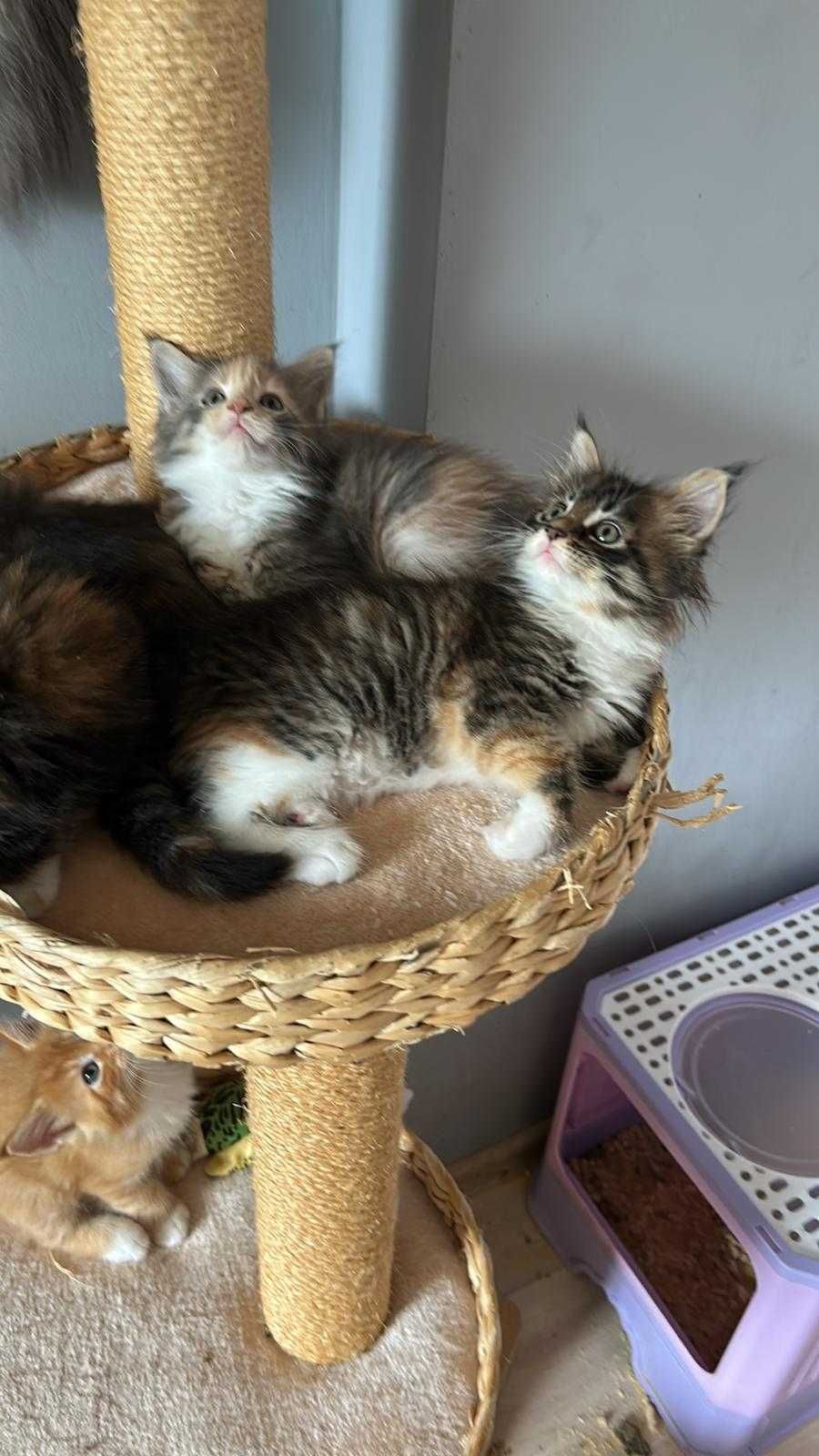 Kotka Maine Coon