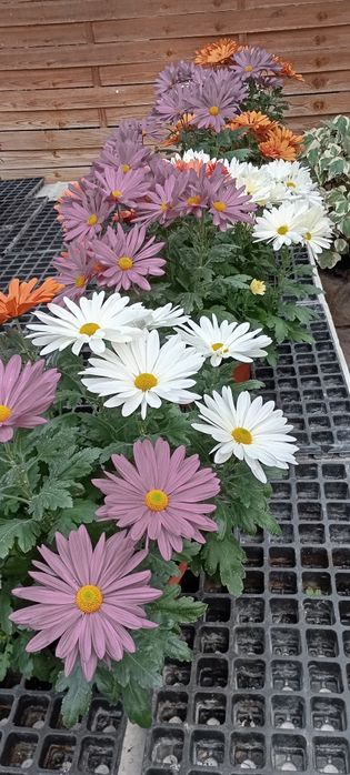 Chryzantemy Doniczkowe