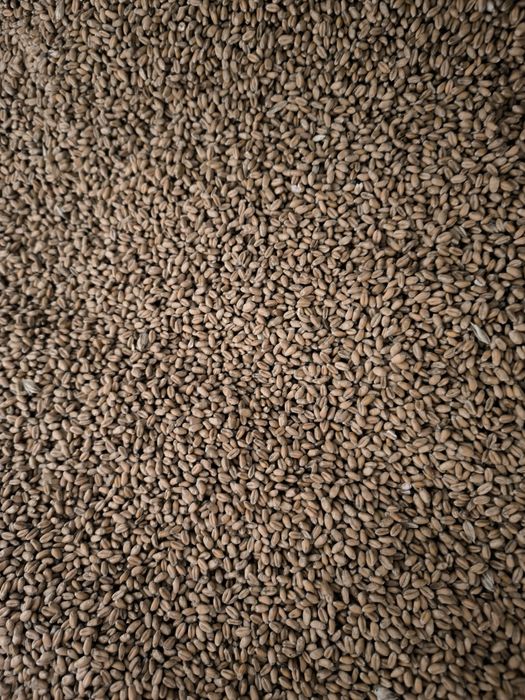 Pszenica ozima 750zl