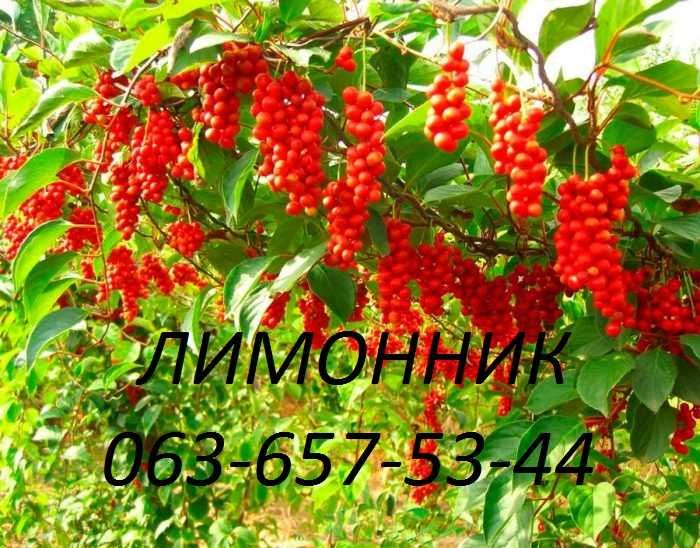 Лимонник Лохина Ківі Клубника Гумі Кізіл Груша Яблуня Магнолія Сакура