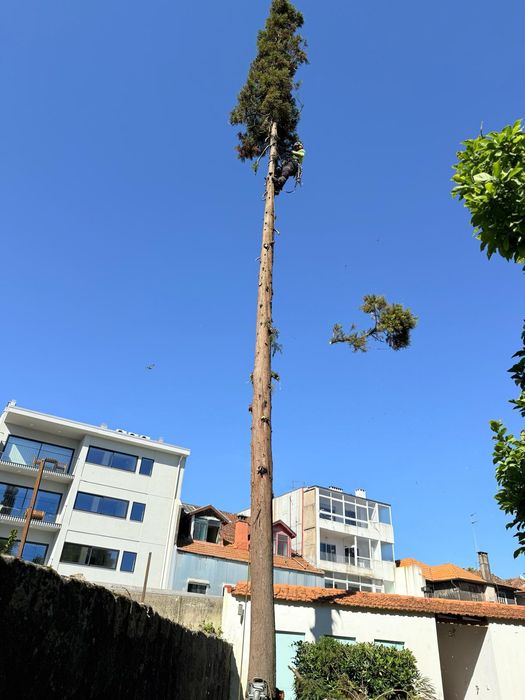 Arborista Emanuel Ramos -   Poda/abate de árvores Escalada Arborista