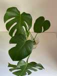 Monstera Deliciosa saudável com raízes (12€) ENTREGA EM MÃOS