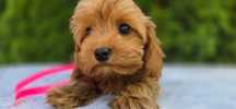 XXS Mini cavapoo Ciemna suczka badania gen pudel cavalier szkolenie