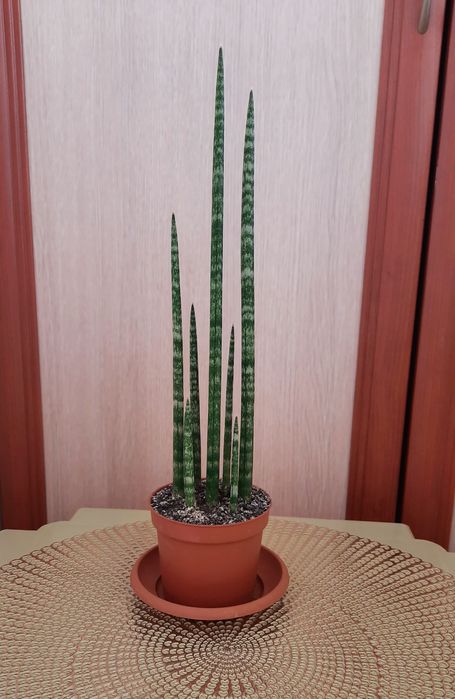Сансевієрія циліндрична
