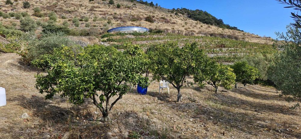 Terreno agrícola no Douro- 1,1 ha com poço, armazém e árvores de fruto