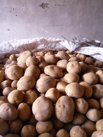 Ziemniaki  Sifra