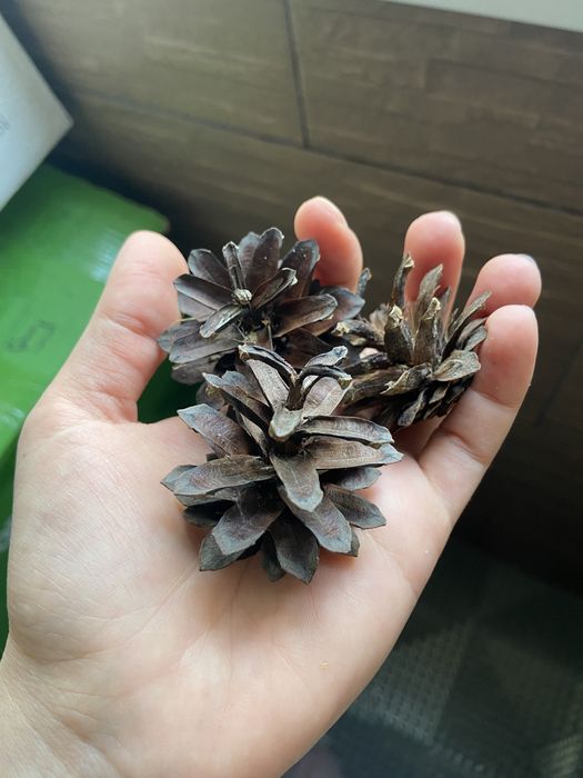 Шишки соснові новий врожай 2025