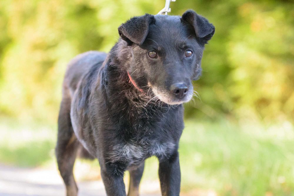 Badu: wierny, nakolankowy towarzysz