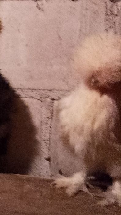 Silki USA silka jedwabista lokowana satynowa