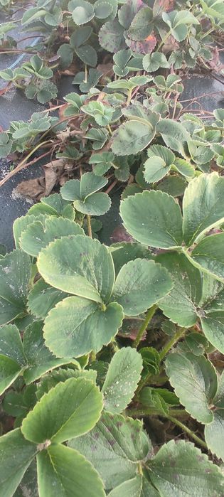 Truskawki truskawka sadzonki z gruntu