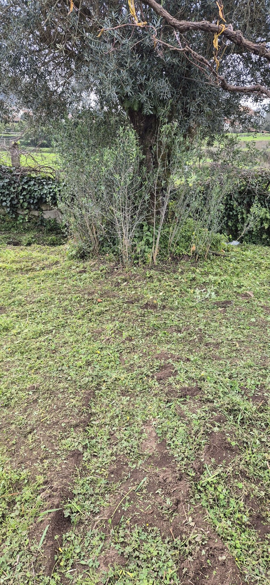 Limpeza de mato e erva