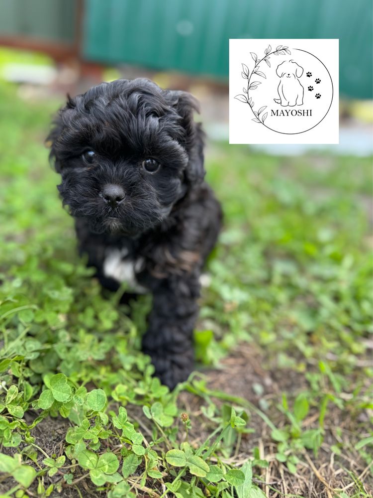 Guffi Samiec Shihpoo Wyprawka Badania genetyczne Pudel Maltipoo