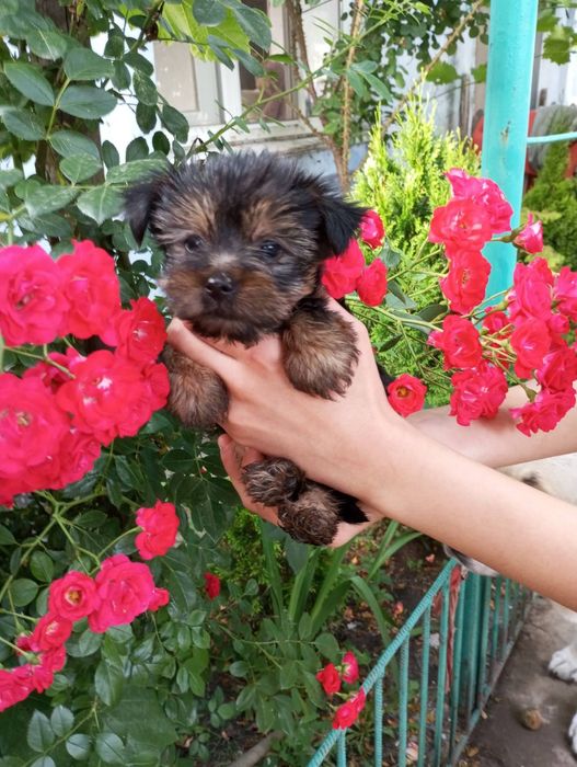 Йоркширский терьер щенки