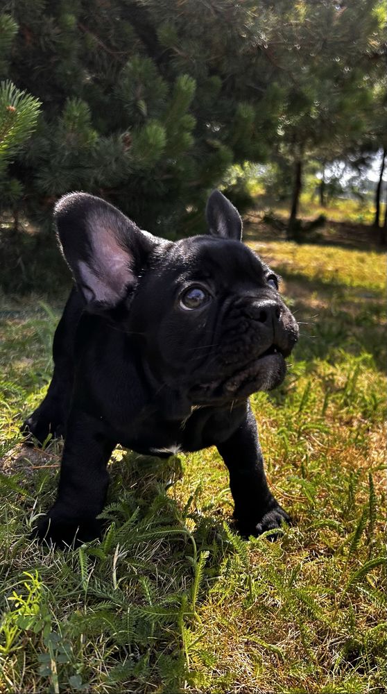 Buldog francuski- piesek
