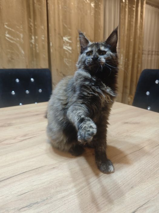 Nevada- Wyjątkowa kotka Maine Coon z legalnej hodowli/ FPL