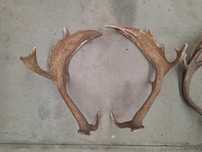 Hastes Chifres de Veado Gamo 50cm