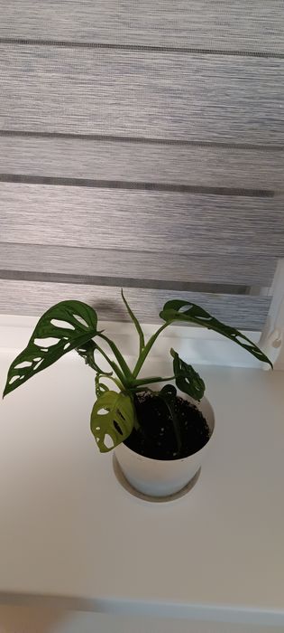 Хлорофітум, традиції, драцена, монстера Манкі