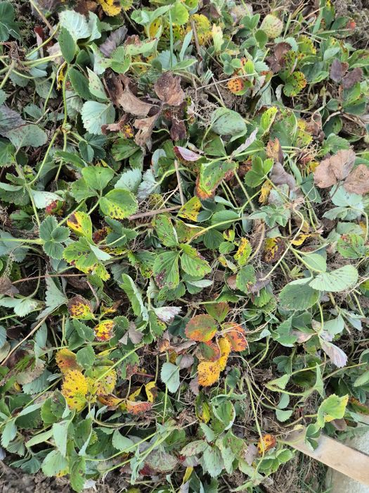 Truskawki sadzonki sange Sagana