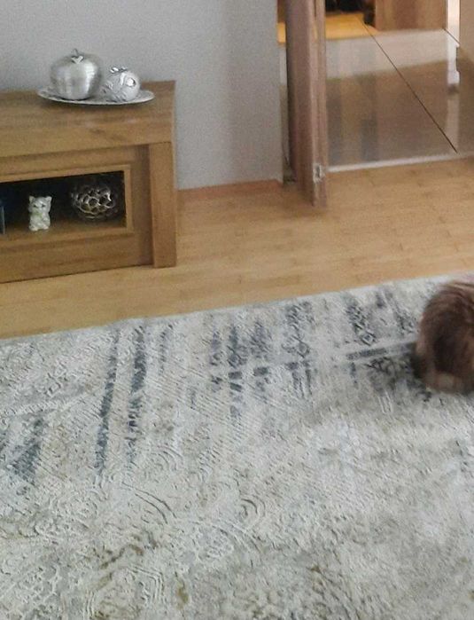 Dywan w odcieniach szarosci do sprzedania