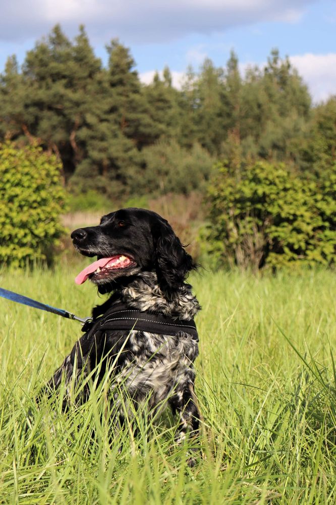 Lejdi szuka domu mix springer spaniel 1,5 roku adopcja