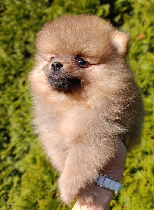 Szpic miniaturowy/pomeranian
