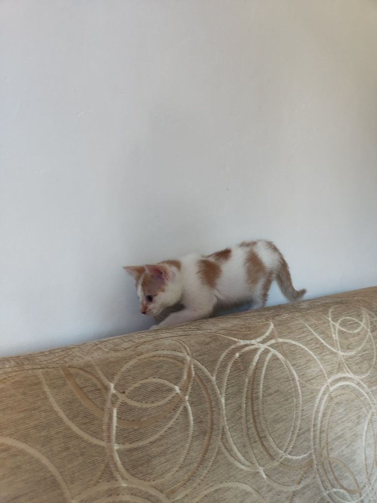 Kotek do oddania