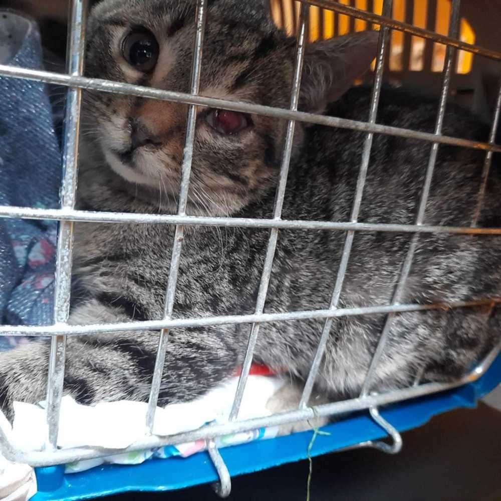 Henio i Merida - kociaki które wywalczyły szansę na życie