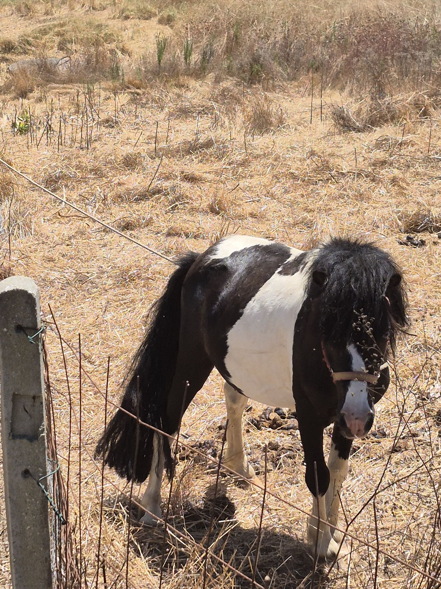 Ponei macho montado