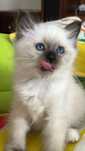 Gatinho Sagrado da Birmânia