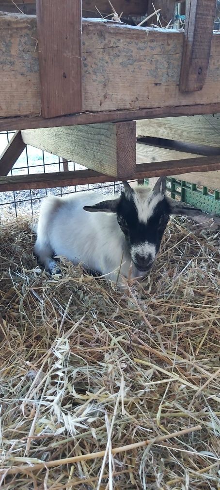 Cabras Micro Anãs - Linhagem Francesa (30 a 40cm)