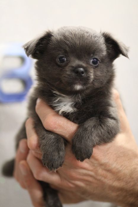 ***Chihuahua długowłosa blue niebieski**